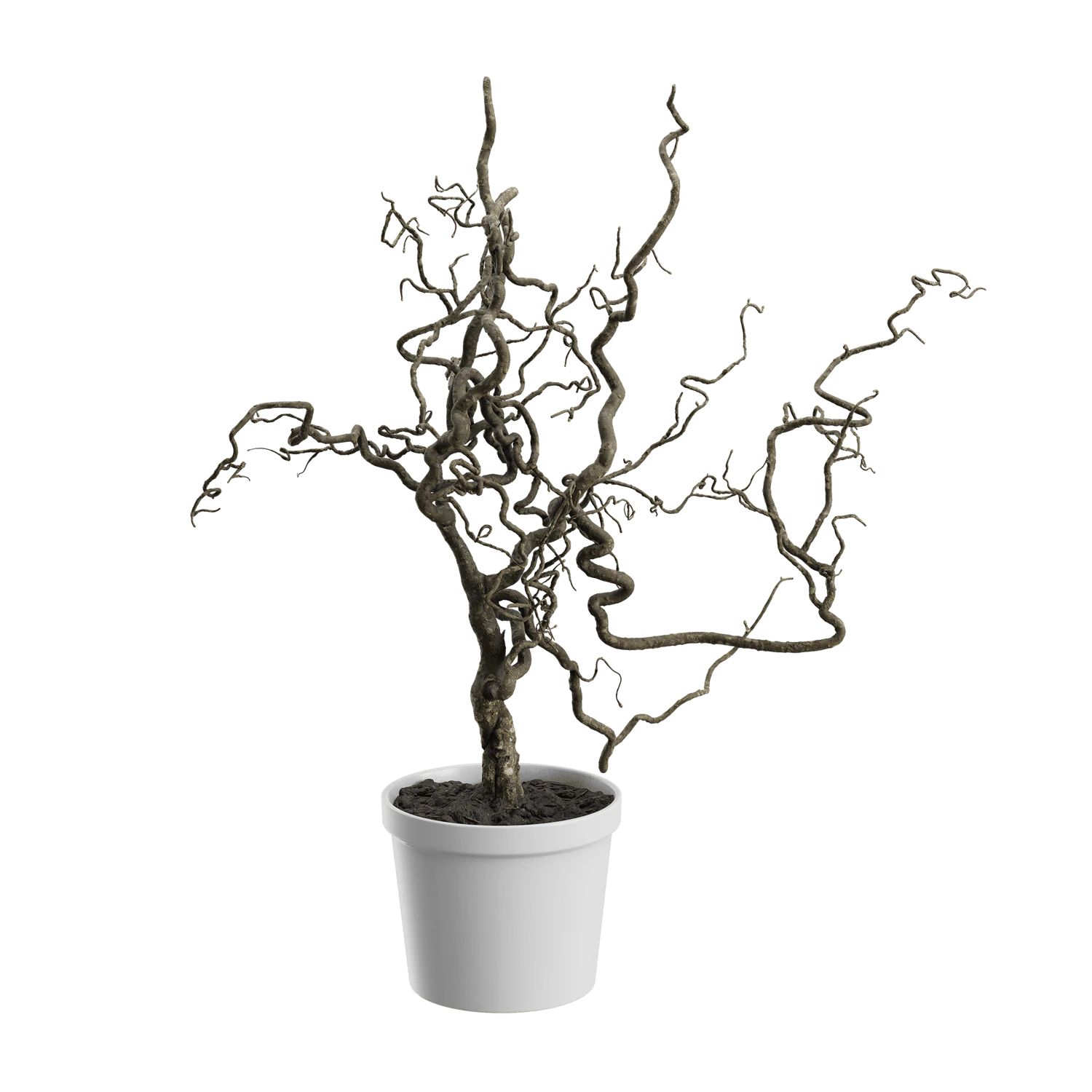 plant corkscrew hazel branches 002 — Скачать