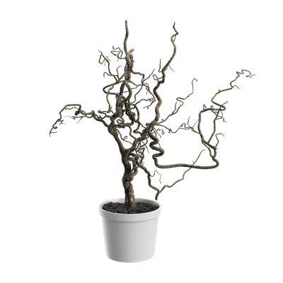 plant corkscrew hazel branches 002 — Скачать