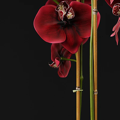 Orchid 12 — Ver 2