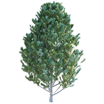 Cedar pine — Descargar