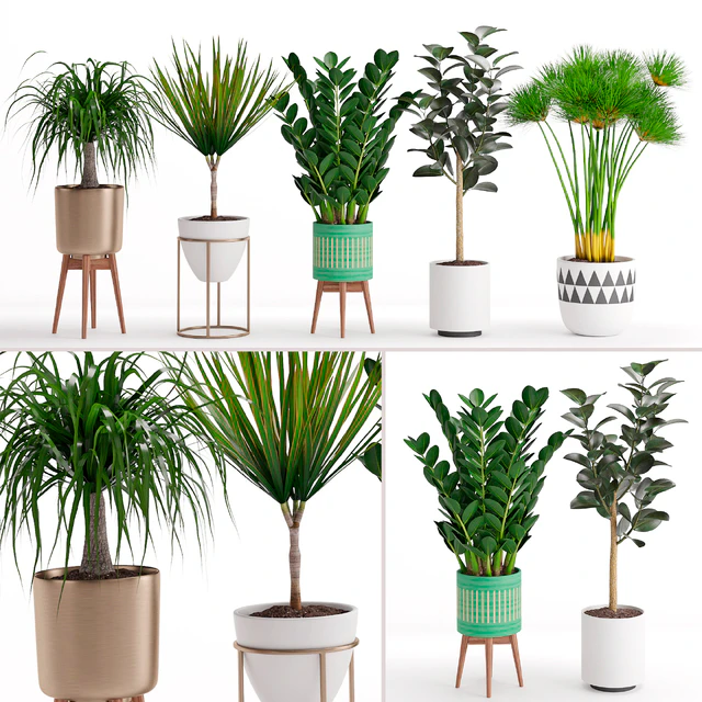 Houseplant 29 — Descargar