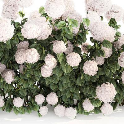 Beautiful bush white hydrangea with flowers for the garden, hedge. Plant set 1185 — Ver 6