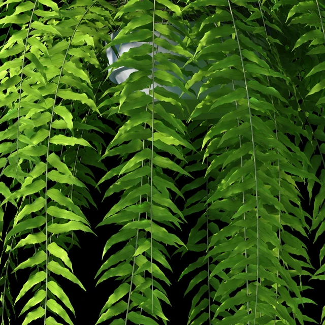 Hanging fern — Descargar