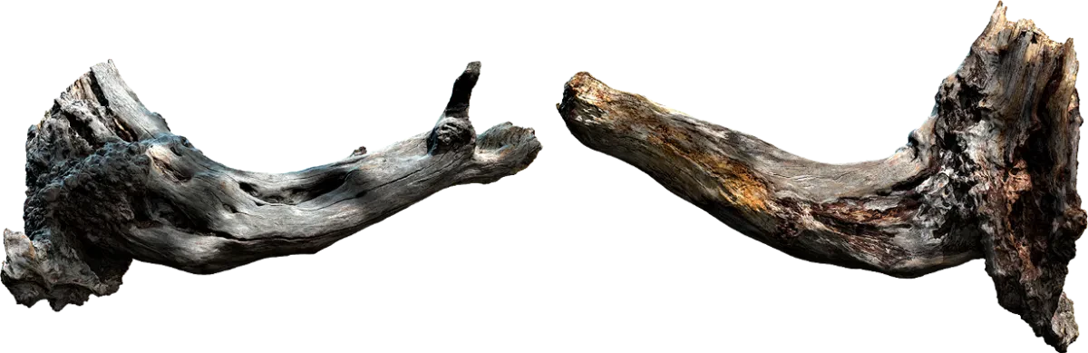 bleached branch 001 — Скачать