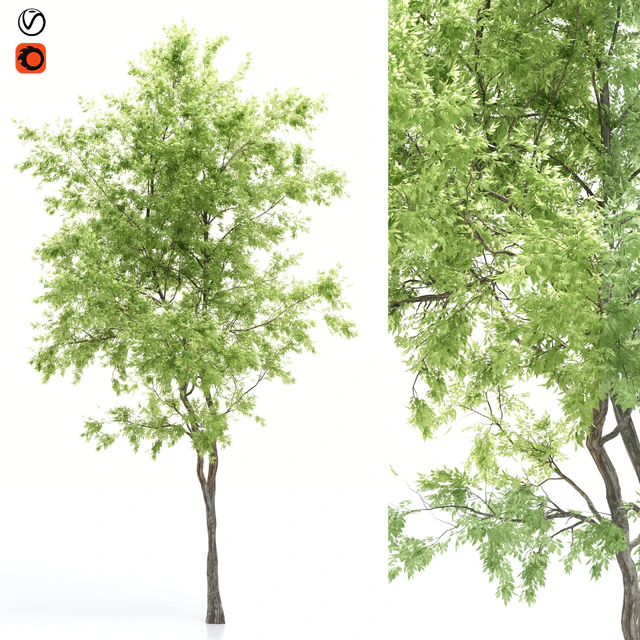 elder tree — Descargar