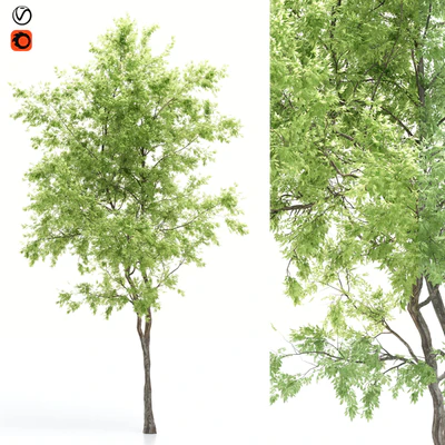 elder tree — Ver 1
