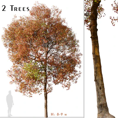 Set of American Sweet Gum Tree (Liquidambar styraciflua) (2 Trees) — Вид 1