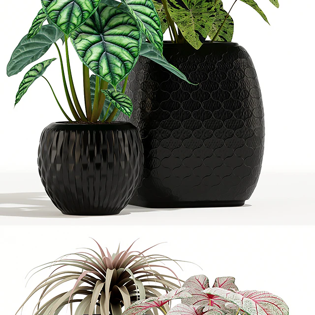 Plants collection 137 — Descargar