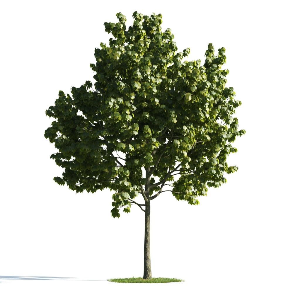 trees 018 — Descargar