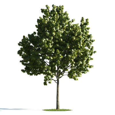 trees 018 — Descargar