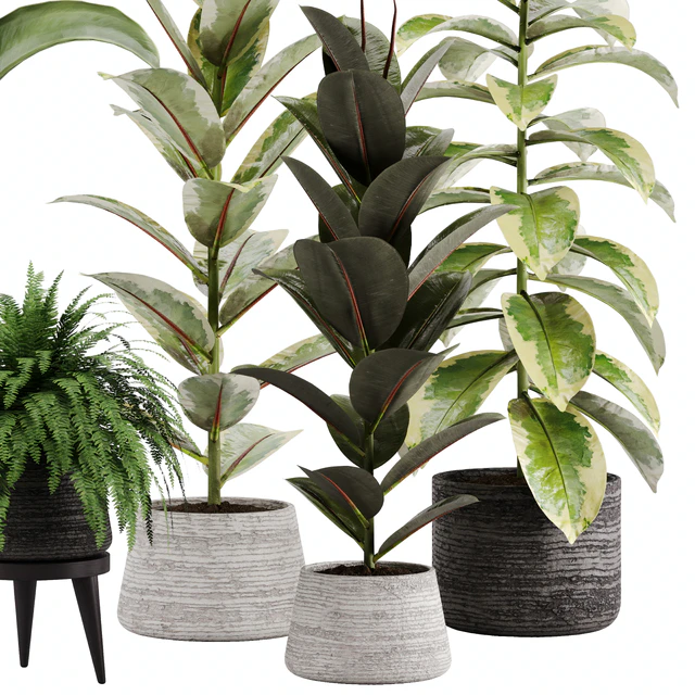 indoor plant Set 12 — Скачать