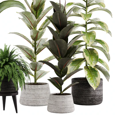 indoor plant Set 12 — Вид 4