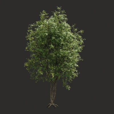 Summer tree # 03 — Ver 3