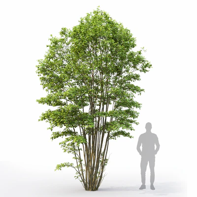 Amelanchier #5 — Вид 2