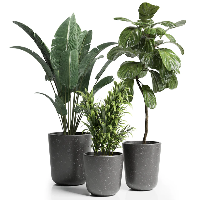Indoor plant 21 — Скачать
