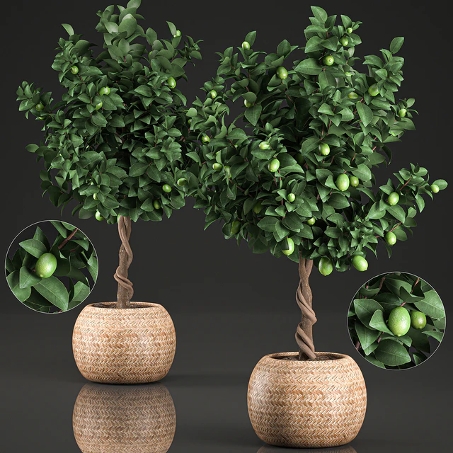 A beautiful small decorative Lemon tree in a round basket of rattan, citrus, lemons. Set 637. — Descargar