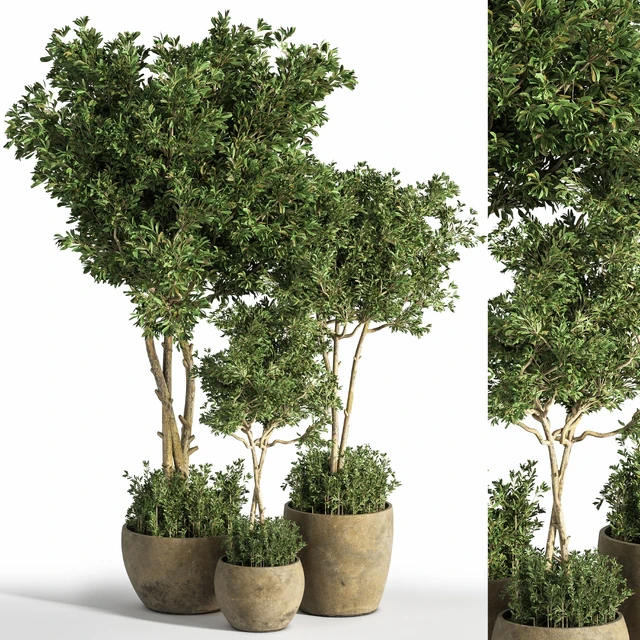 Indoor Plant Set 25 — Descargar