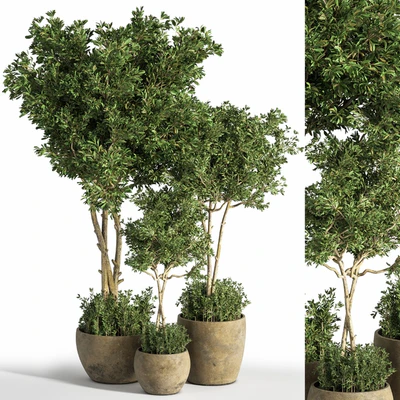 Indoor Plant Set 25 — Ver 1