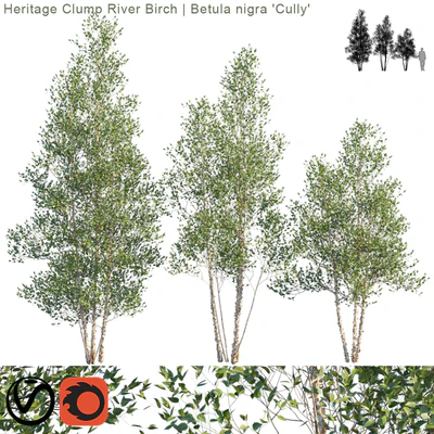 Heritage Clump River Birch | Betula nigra "Cully" # 2 — Descargar
