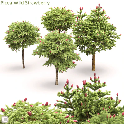 Picea Wild Strawberry — Ver 1