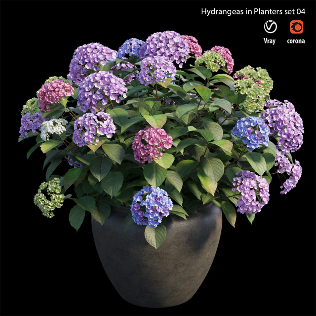 Hydrangea in planters set 04 — Descargar