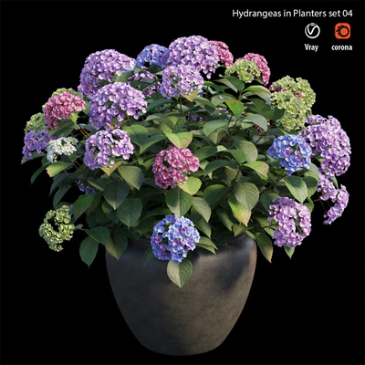 Hydrangea in planters set 04 — Ver 2
