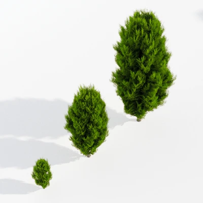 Thuja in 3 ages — Ver 3