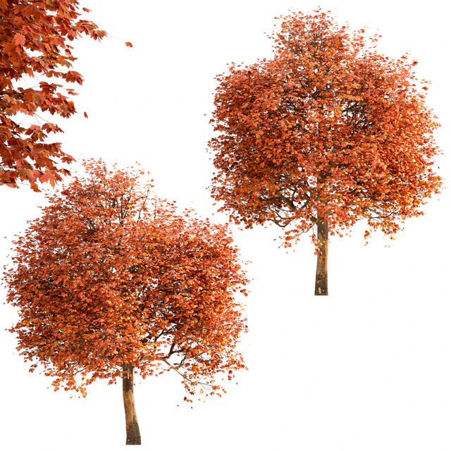 Set of Sugar Maple Trees (Acer Saccharum) (2 Trees) — Скачать