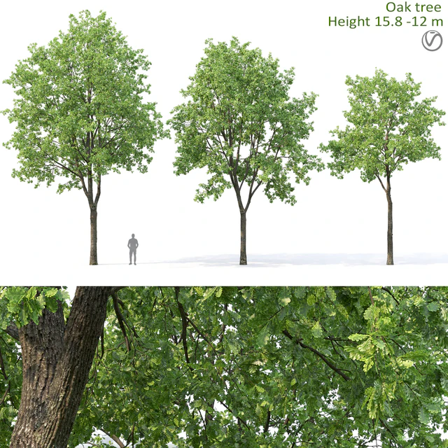 Oak — Скачать