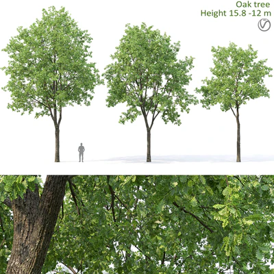 Oak — Вид 1
