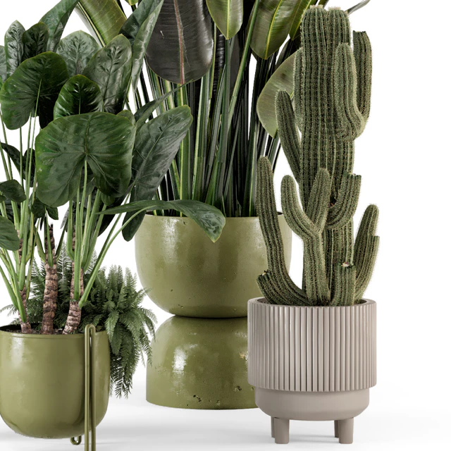 Indoor Plants in Standing Legs Small Bowl Concrete Pot - Set 563 — Descargar