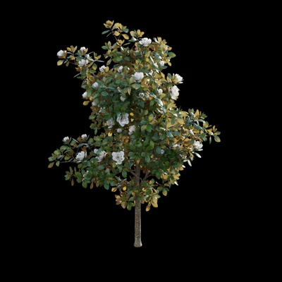 Magnolia grandiflora — Ver 4