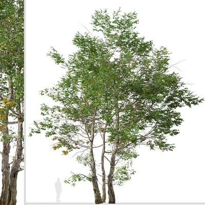 Set of California Sycamore Tree (Platanus racemosa) (2 Trees) — Ver 3