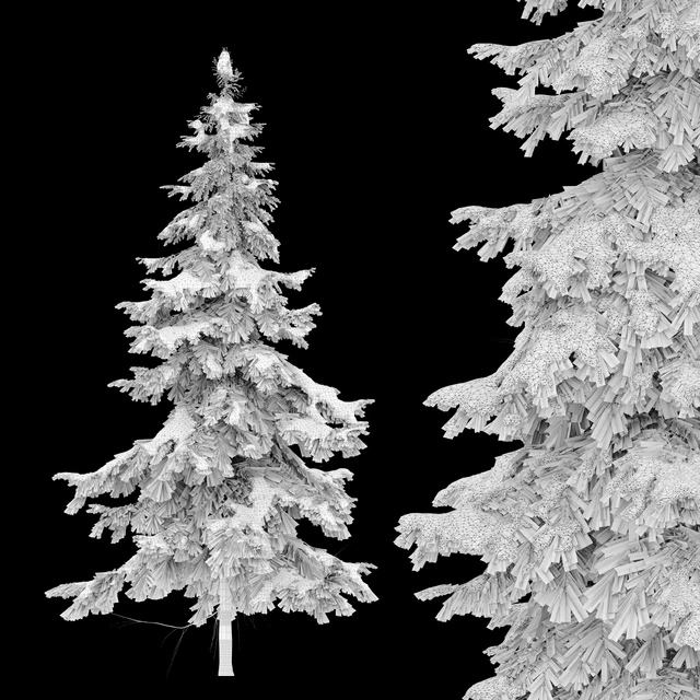 Abies pindrow-winter-02 — Descargar