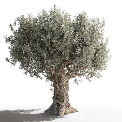 Olive tree 2 — Ver 2
