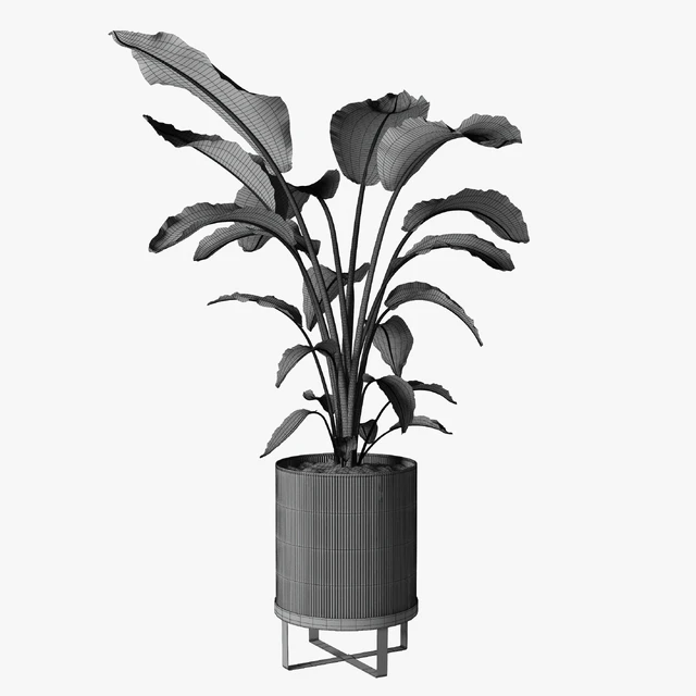 strelitzia plant — Скачать