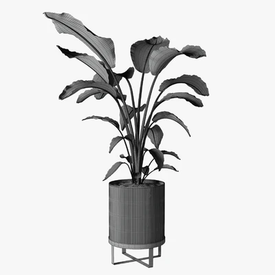strelitzia plant — Вид 3