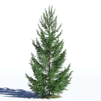 coniferous trees 030 — Скачать