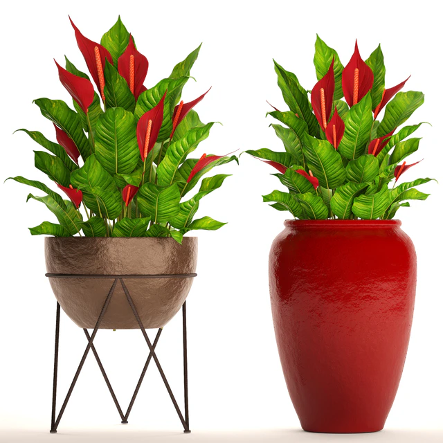 A collection of plants in pots. 55. RED, Spathiphyllum, Spathiphyllum, red, decorative, flower, pot, flowerpot, bush, office plants — Descargar