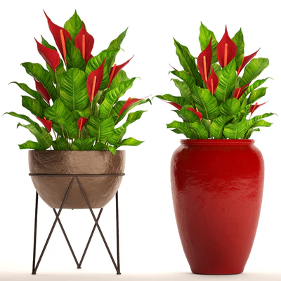 A collection of plants in pots. 55. RED, Spathiphyllum, Spathiphyllum, red, decorative, flower, pot, flowerpot, bush, office plants — Ver 1