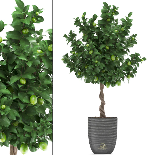 Plant collection 273. Citrus lime, Lemon tree, citrus, fruit tree, flowerpot, pot, outdoor, garden, park, landscaping, eco — Descargar