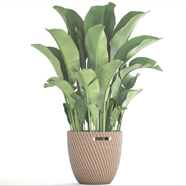 Banana palm, банановая пальма, корзина, ротанг, декоративная, комнатная, интерьерная, горшок, куст, стрелиция — Скачать