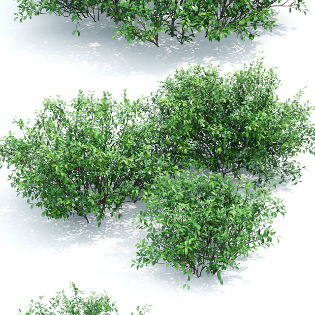 Euonymus — Скачать