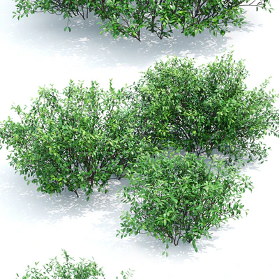 Euonymus — Вид 2