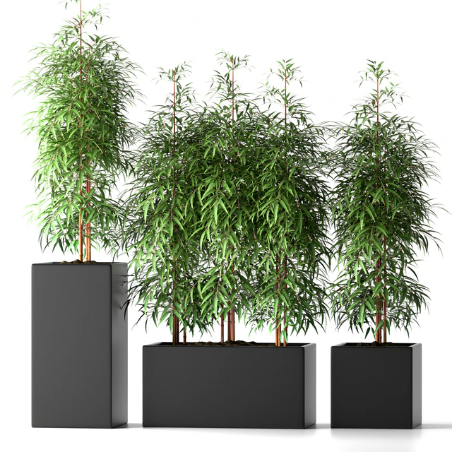 BAMBOO PLANTS 20 — Скачать