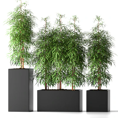 BAMBOO PLANTS 20 — Скачать