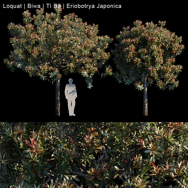 Loquat | Biwa | Eriobotrya Japonica — Скачать
