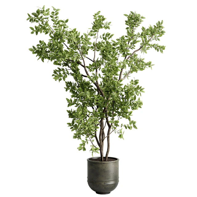 Ficus elastica branch in a metal pot - set indoor plant 618 — Скачать