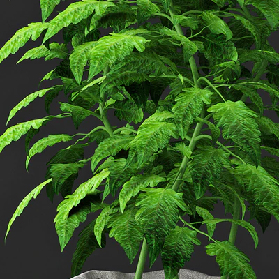 Tomato plant — Вид 2