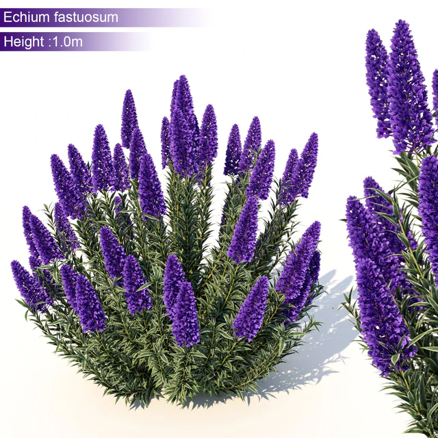 Echium candicans — Скачать